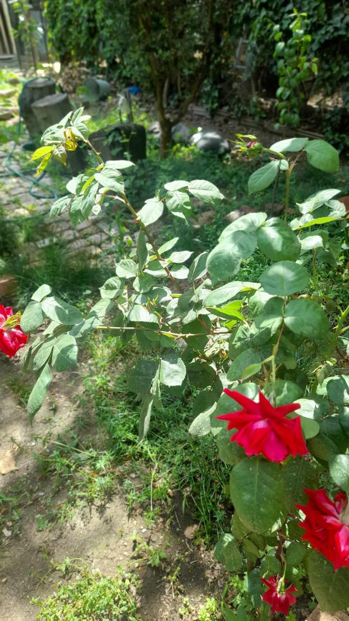 Gardens In Vake, Tbilisi Hotel Buitenkant foto